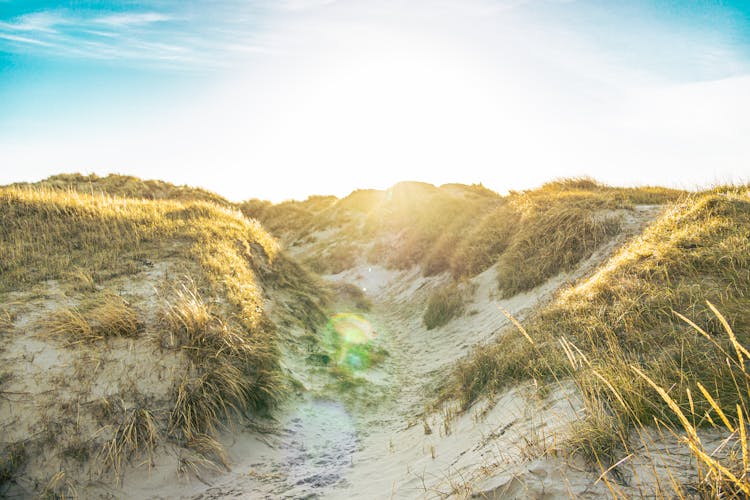 Grass On Sand Dunes