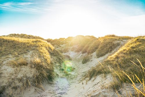 Free Golden sunlight illuminating sand dunes with grass at Rømø, Denmark's coast. Stock Photo