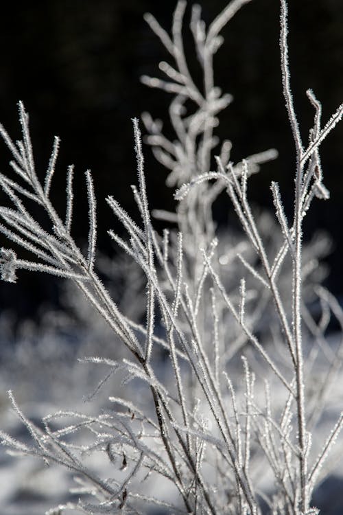 Free Leafless Plant Covered with Snow  Stock Photo