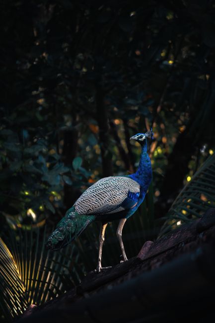 A vibrant peacock perched gracefully amidst dense jungle foliage, vibrant colors highlighted.