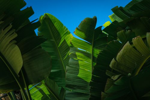 Free Lush banana leaves with sunlight filtering through, set against a vibrant blue sky in Spain. Stock Photo