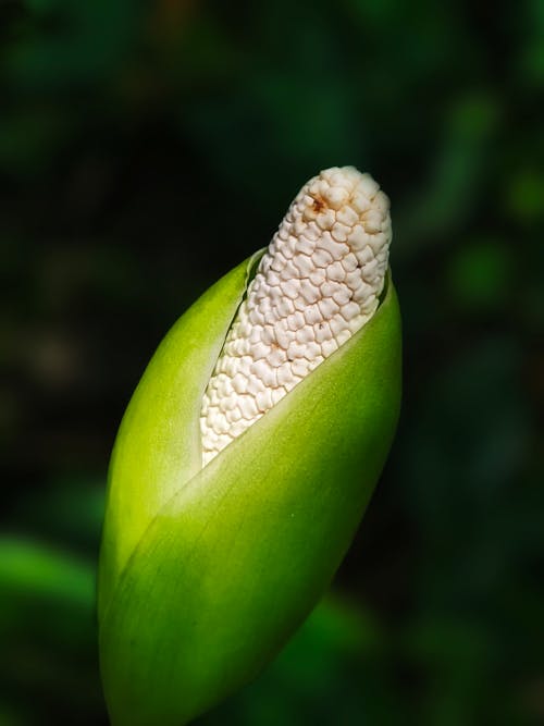 Close up of Exotic Plant
