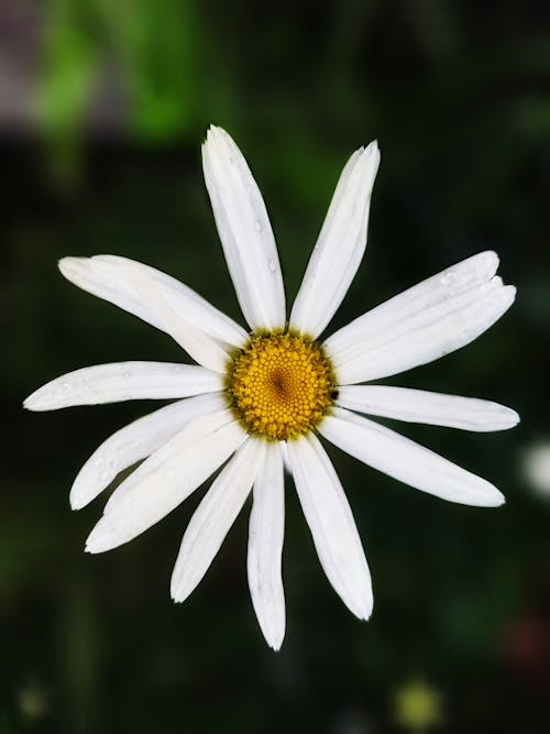 Close up of Flower