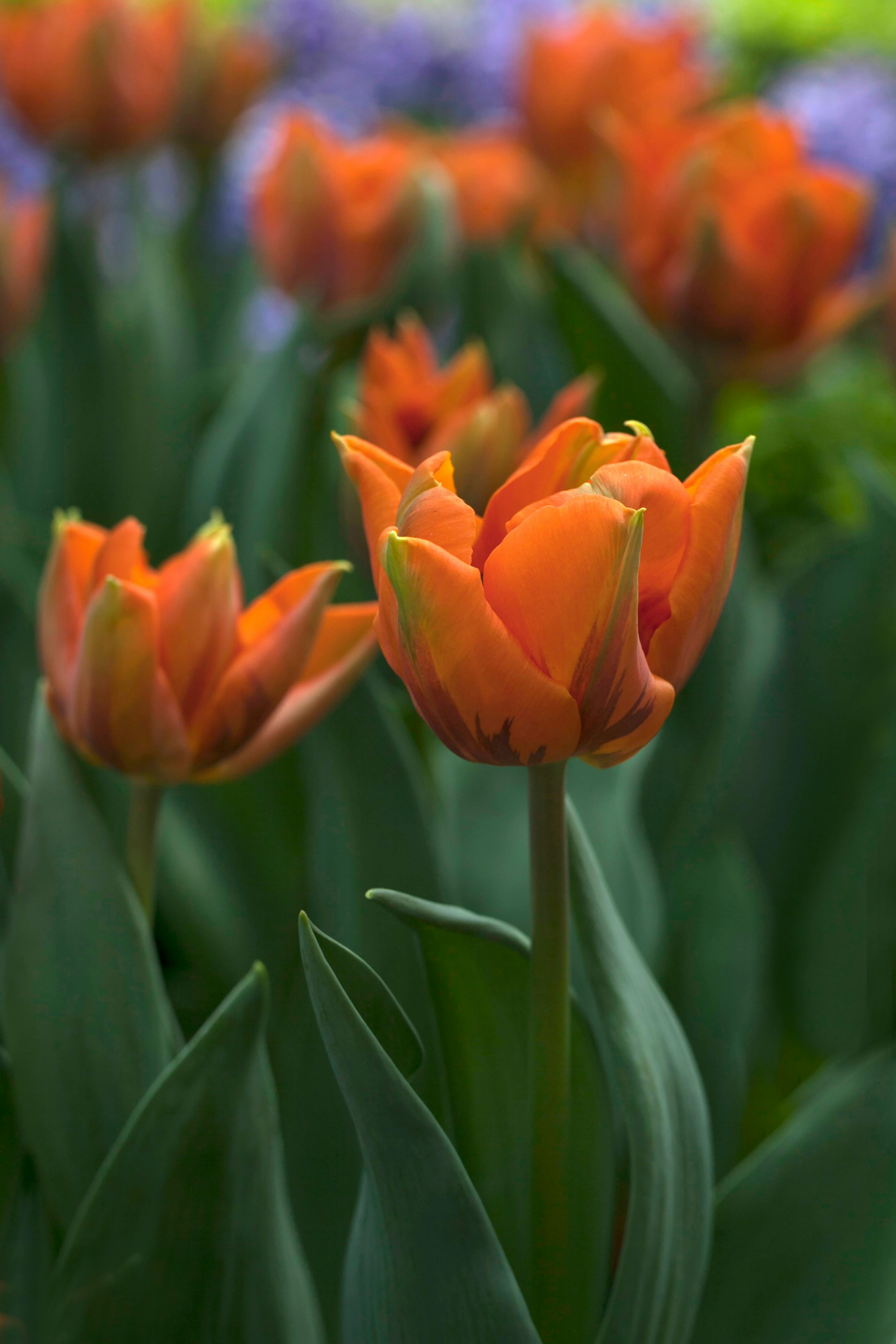 Man Planting Flower · Free Stock Photo