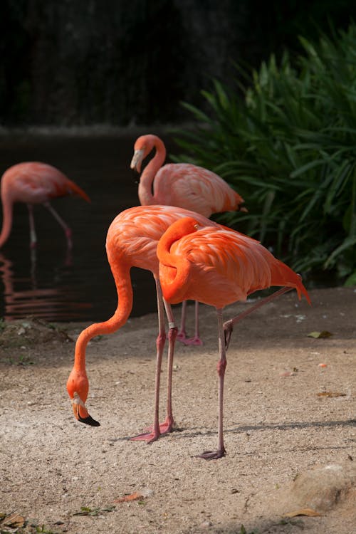 Free Pink Flamingos on Gray Sand Stock Photo