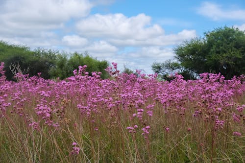 Pink Flowers on Field Under Blue Sky