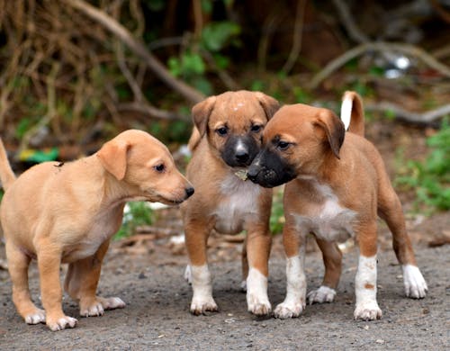 Close-Up Shot of Three Puppies Together