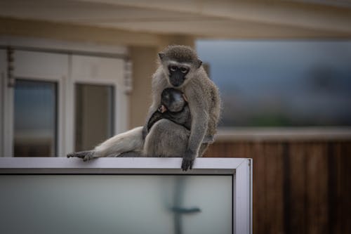 bebek maymun, duvar kağıdı, hayvan ailesi içeren Ücretsiz stok fotoğraf
