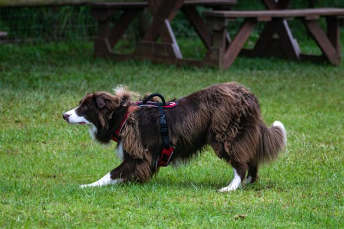 Gratis lagerfoto af behåret, border collie, dyr