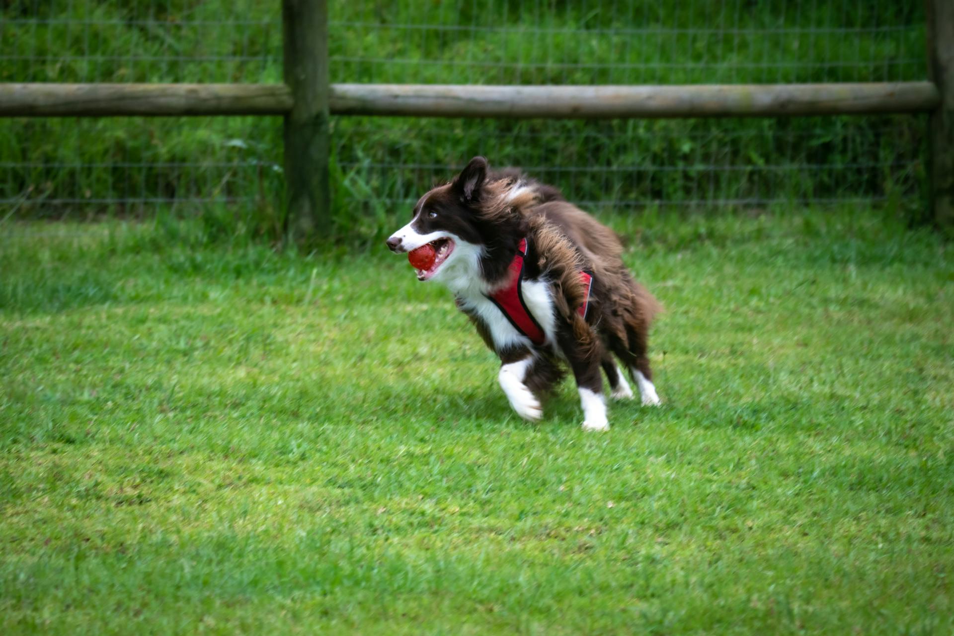 A Border Collie Running on the Grass