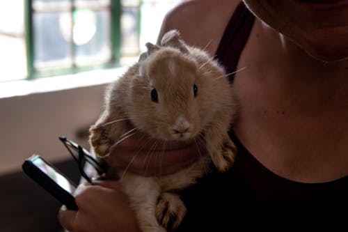 A Person's Hands Holding a Bunny