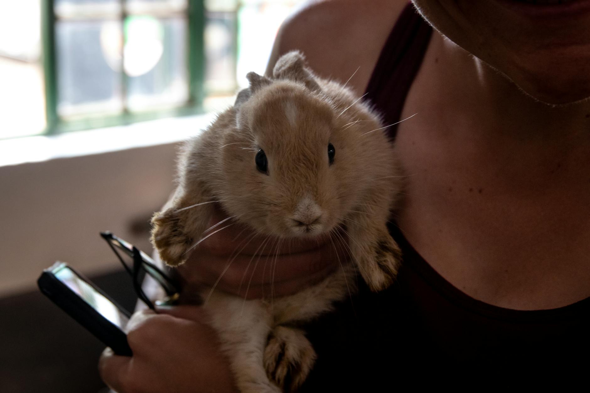 Do Bunnies Like to Be Held? Cute rabbit being held gently indoors, perfect for pet lovers.