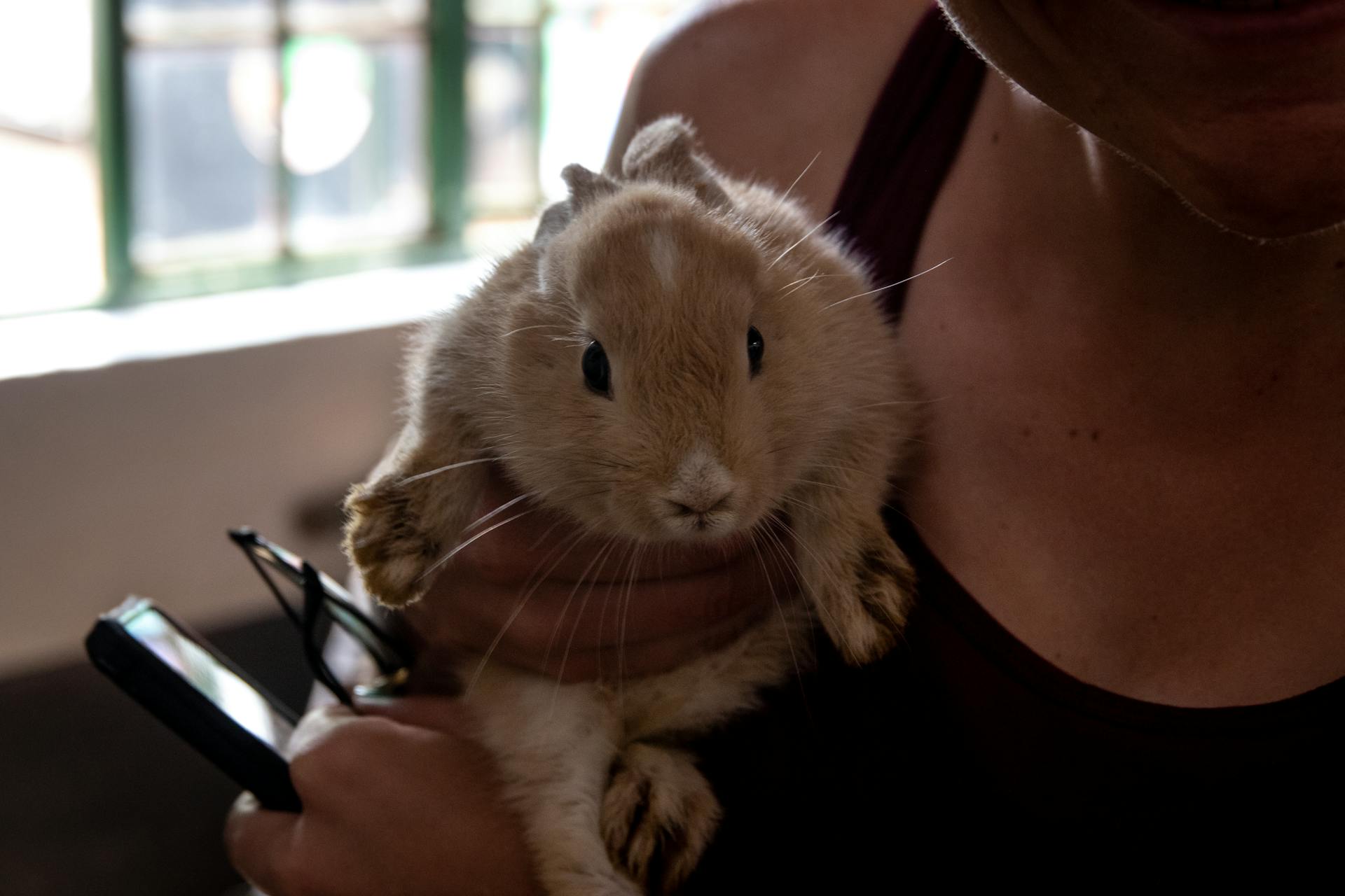 Cute rabbit being held gently indoors, perfect for pet lovers.