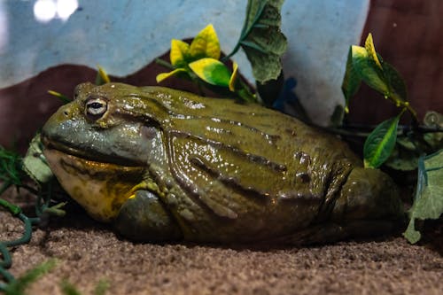 Close-Up Shot of an American Bullfrog Lying Down