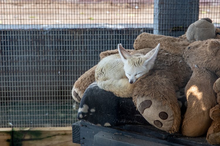 Fox Sleeping On Teddy Bear