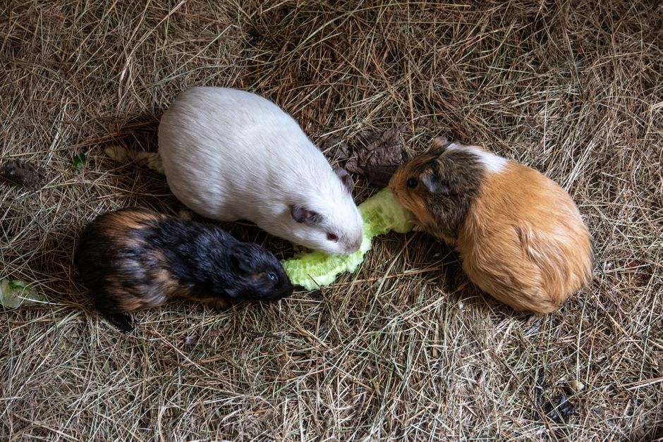 Three guinea pigs eat lettuce on straw bedding, showcasing their natural behavior.