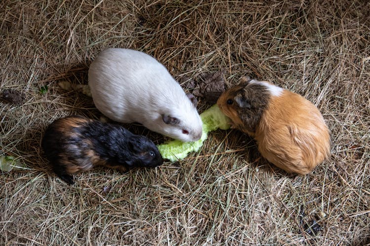 Guinea Pigs While Eating 