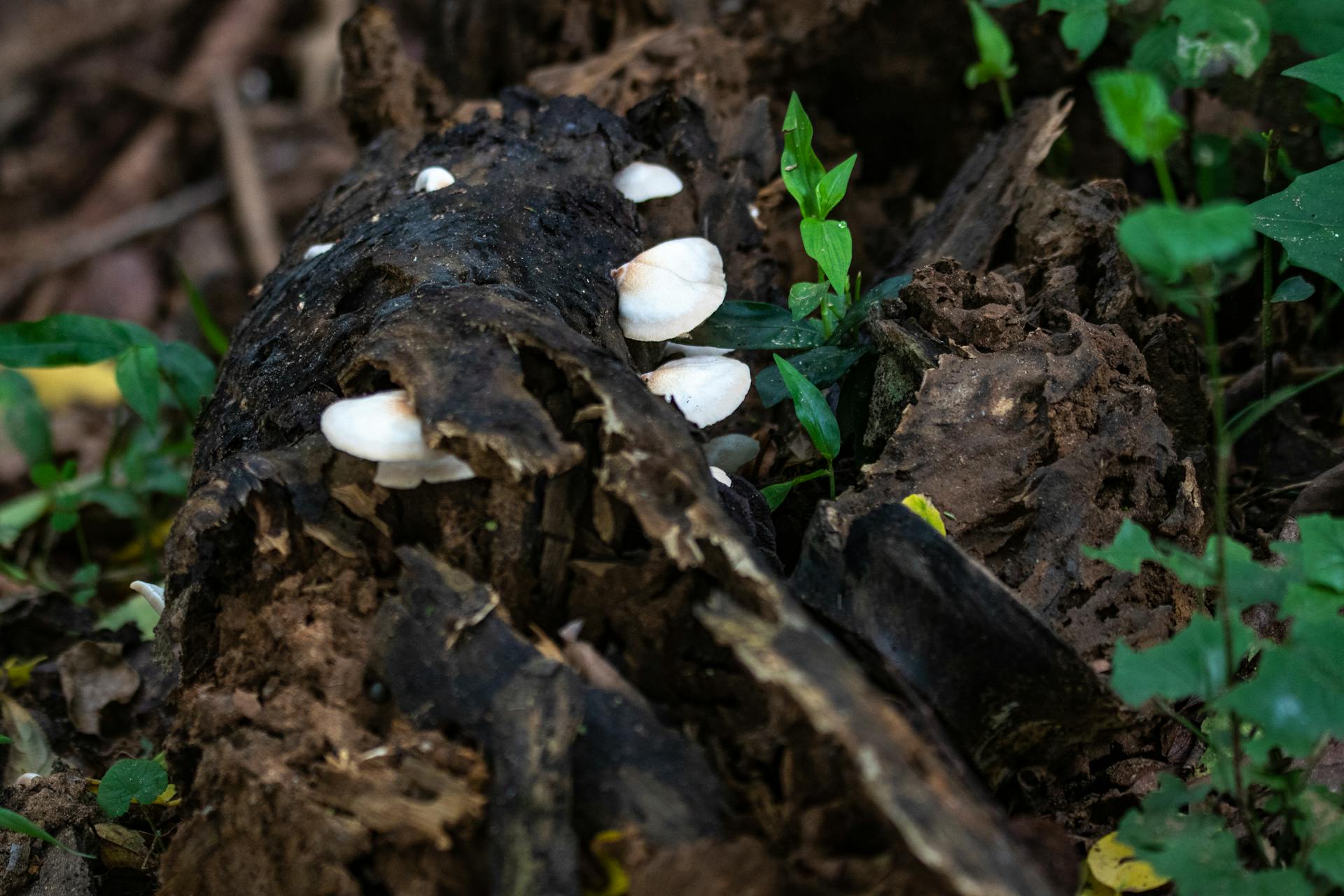 White mushrooms grow on a rotting log surrounded by vibrant green plants in a forest.