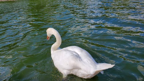 Immagine gratuita di acqua, anatra, animale