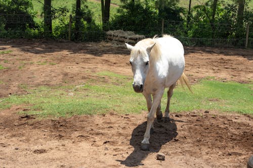 Photos gratuites de animal, campagne, cheval