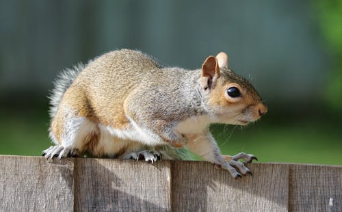 Free Brown Squirrel on Brown Garden Railings Stock Photo