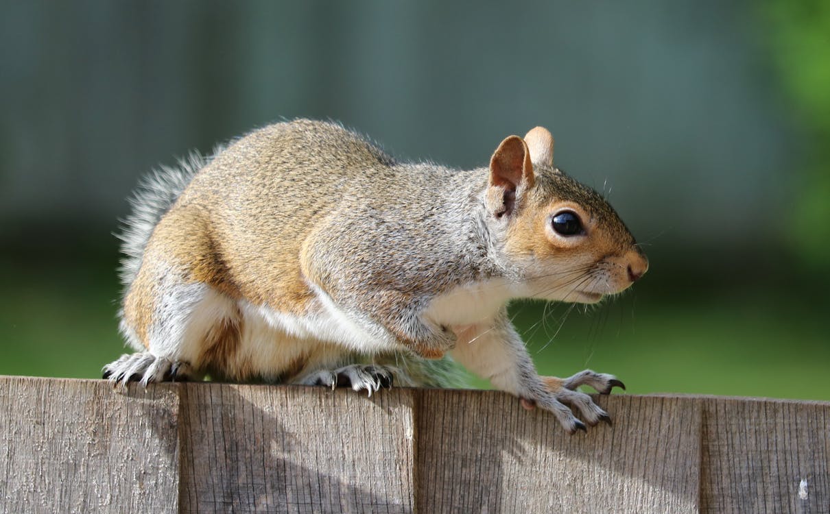 Brown Squirrel on Brown Garden Railings