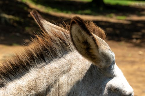 Close-up of the Ears of a Donkey 