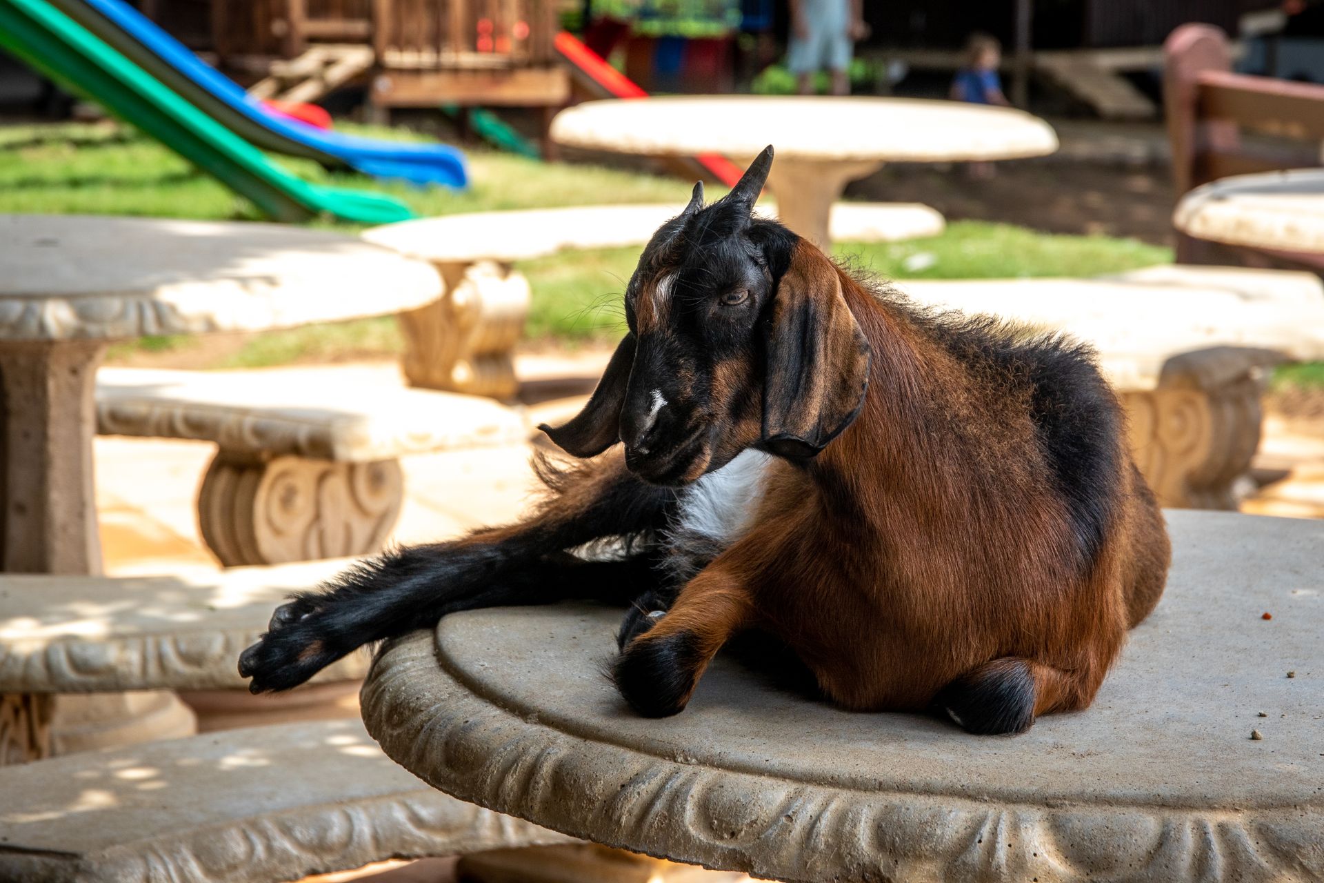 A brown goat resting on a stone table in a sunny outdoor playground area.