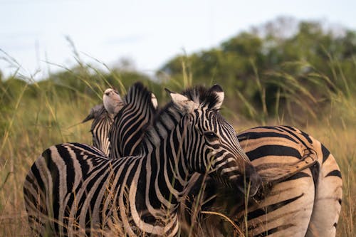 Základová fotografie zdarma na téma africké divoké zvěře, bok po boku, divočina