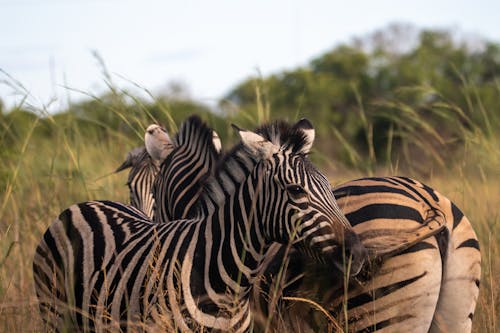 Zebras on Green Grass