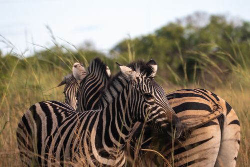 Free A group of zebras grazing together in the lush African savanna during the day. Stock Photo