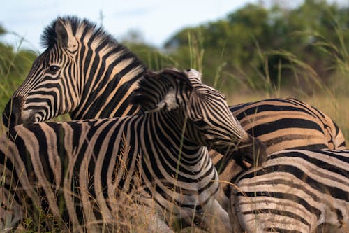 Free Zebras on Grass Field Stock Photo