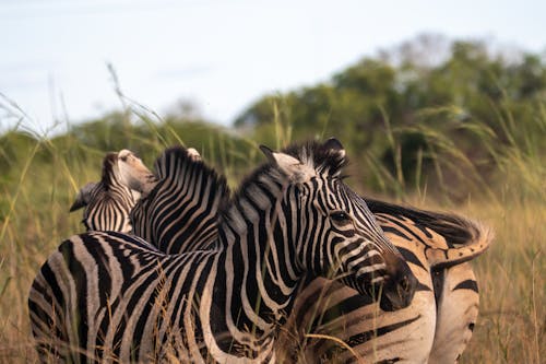 Free Zebras Standing on Grass Field Stock Photo