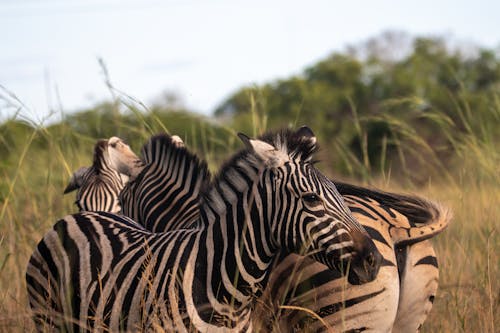 Zebras Standing on Grass Field