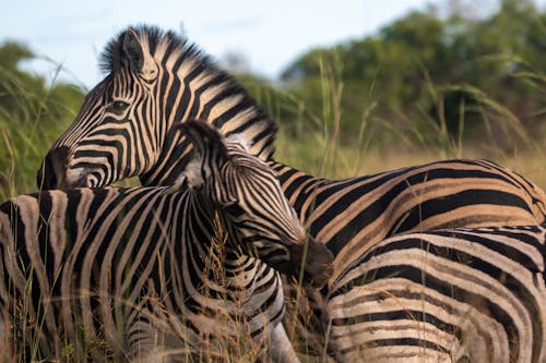 無料 アフリカの野生動物, 動物, 動物の写真の無料の写真素材 写真素材