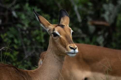 Ilmainen kuvapankkikuva tunnisteilla antilooppi, eläin, impala