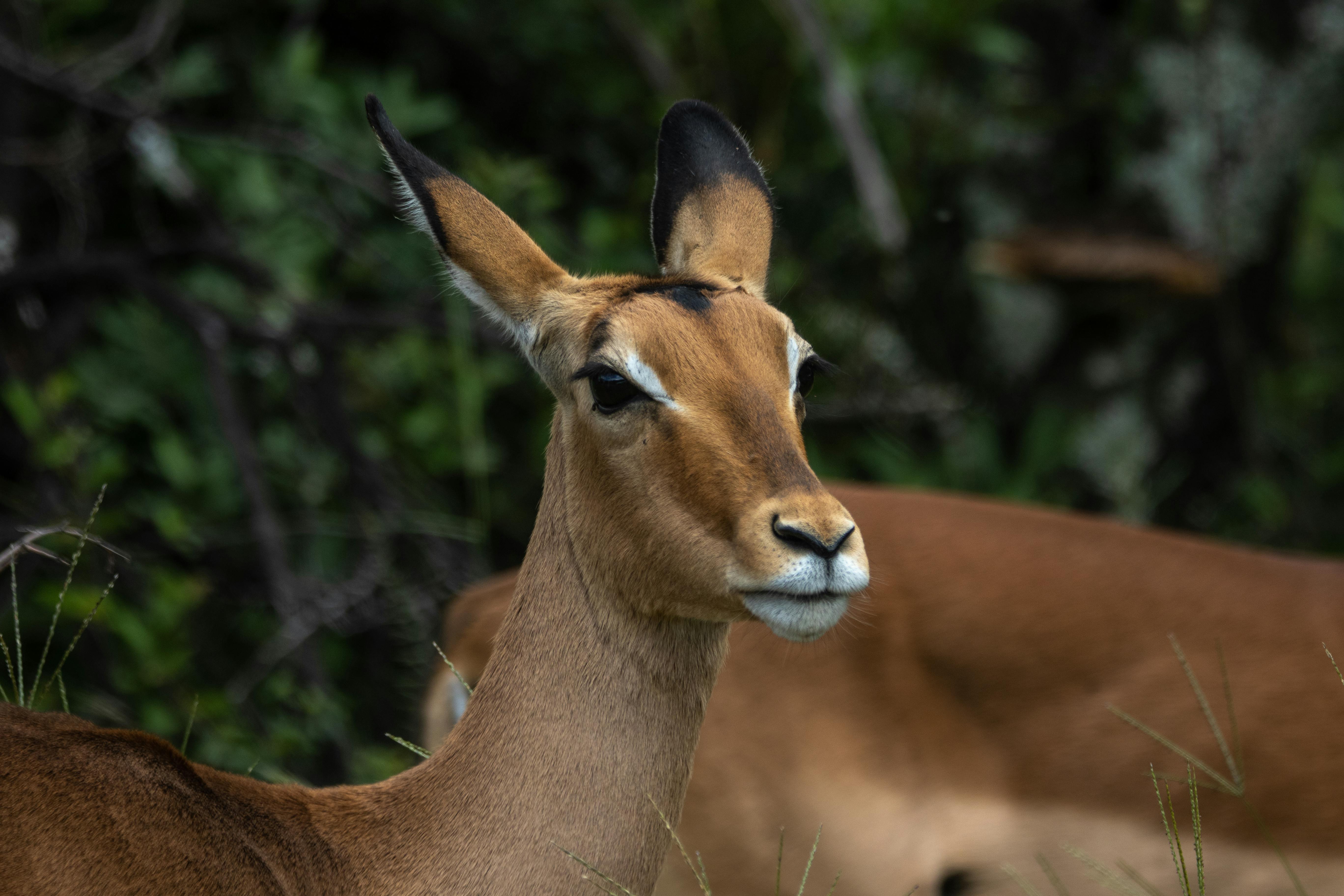 Brown Deer Real Estate