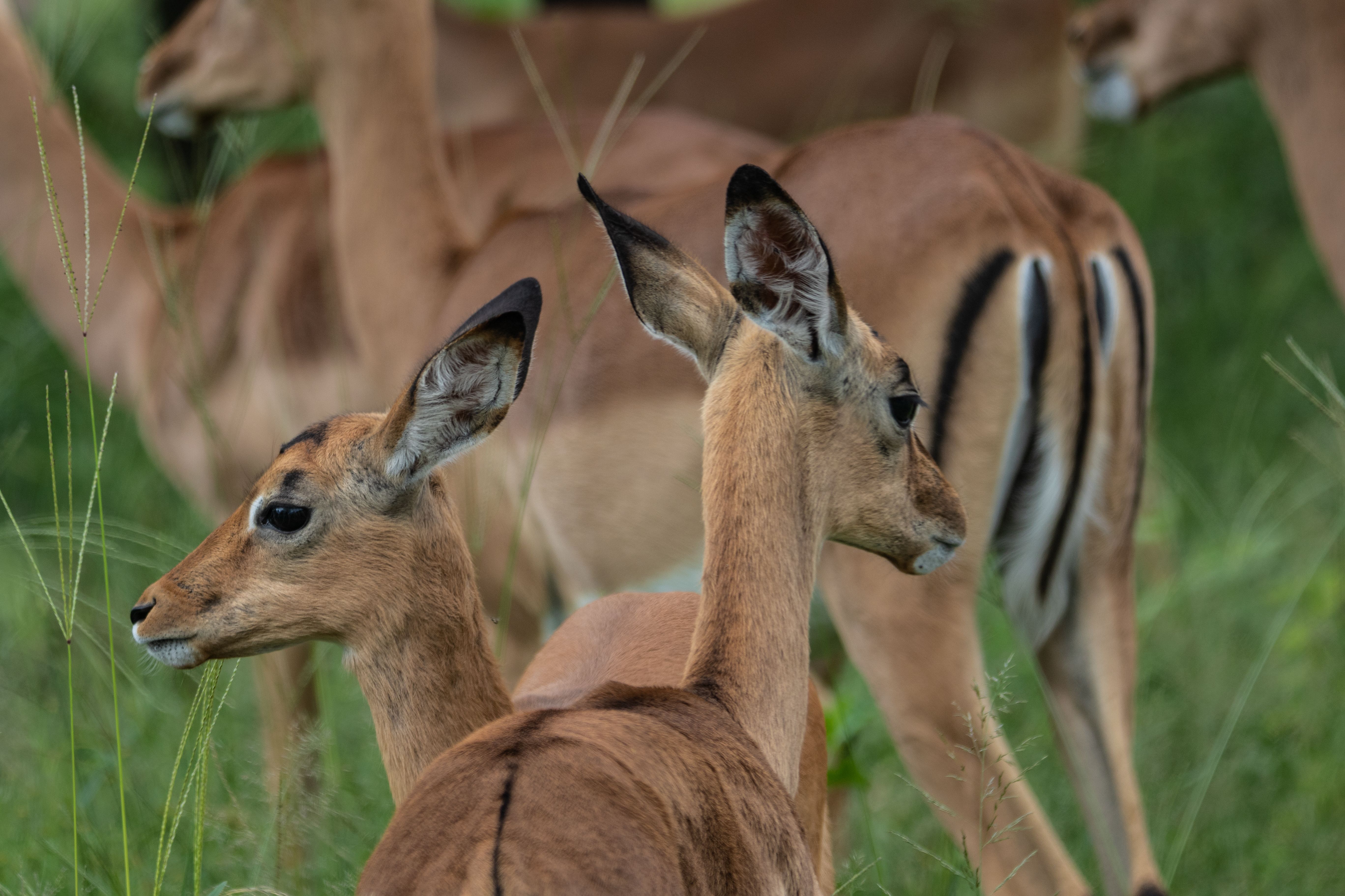 The Secret Season: A Green Season Safari in South Africa