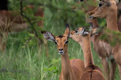 Free A group of impalas grazing in the lush green savanna, showcasing wildlife. Stock Photo