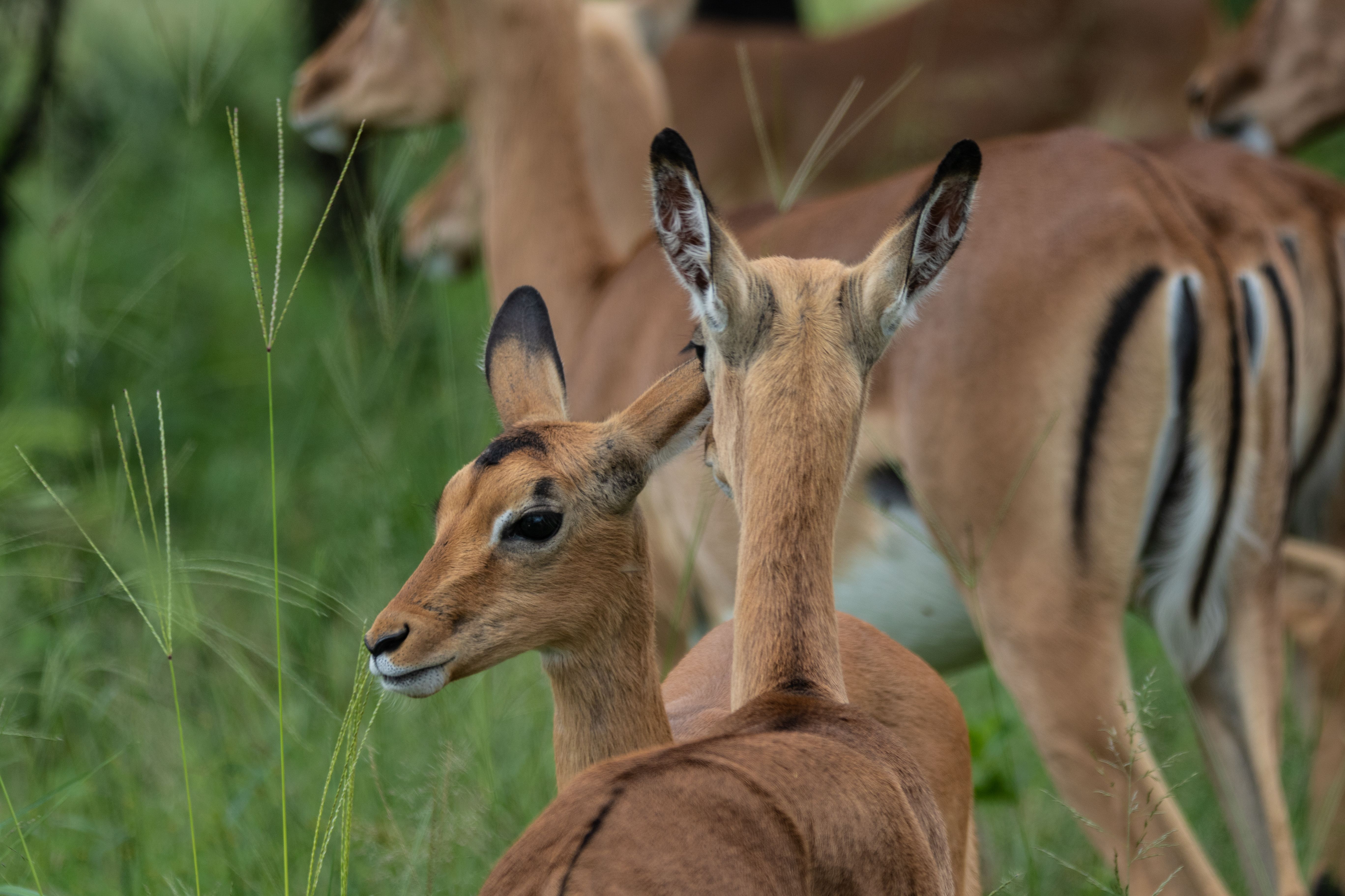 A herd of impalas grazing on lush green grass in the African savannah, showcasing natural wildlife behavior.