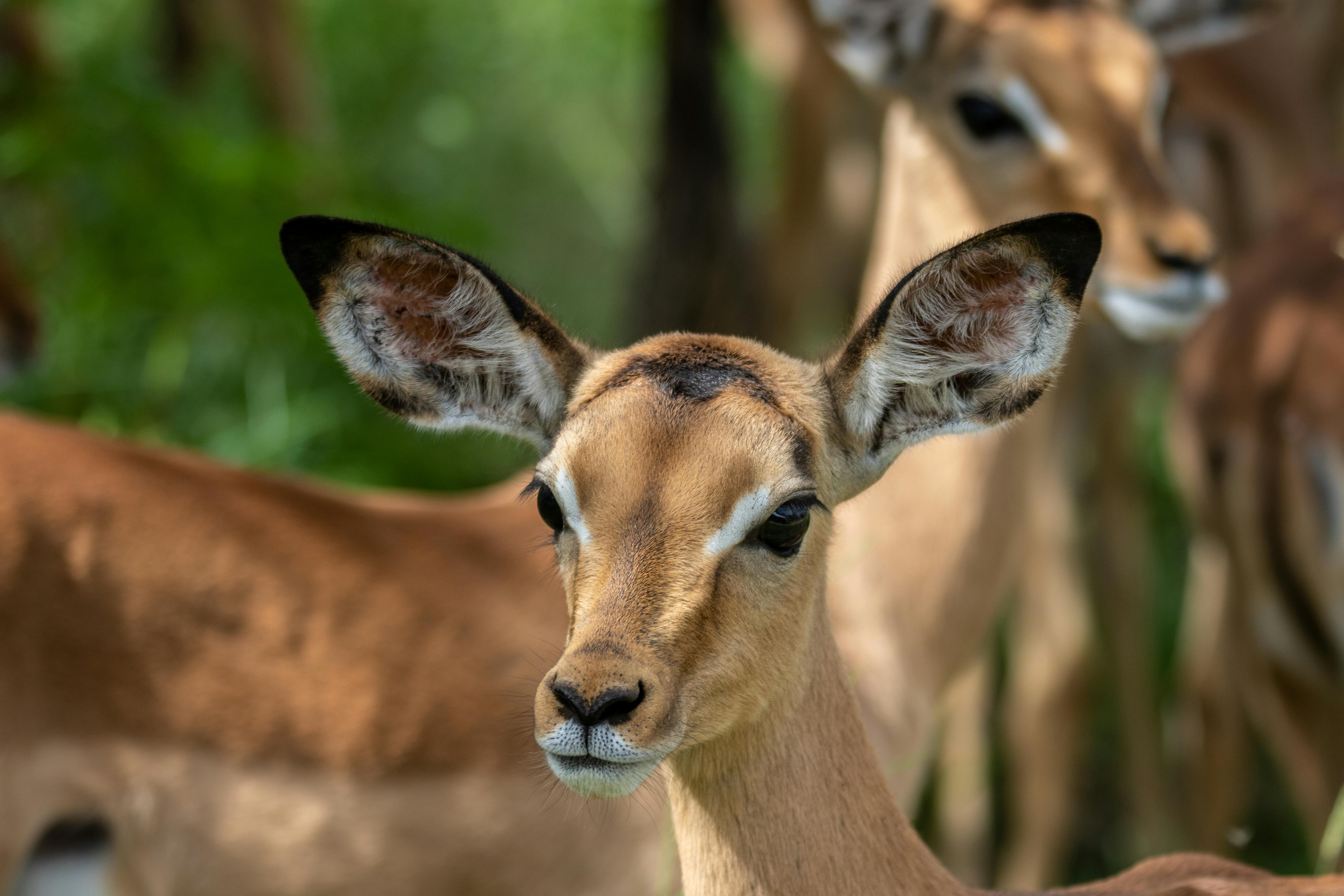 Gratuit Photos gratuites de aepyceros melampus, afrique, animal sauvage Photos