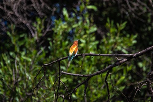 Orange and Green Bird  Perched on a Tree Branch
