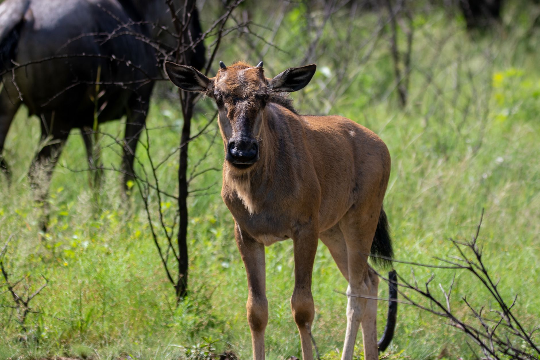 Your Ultimate Tanzania Safari Itinerary for 2027