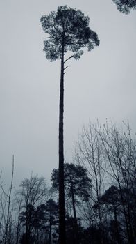 A lone tall tree stands against an overcast sky in a serene winter forest setting.