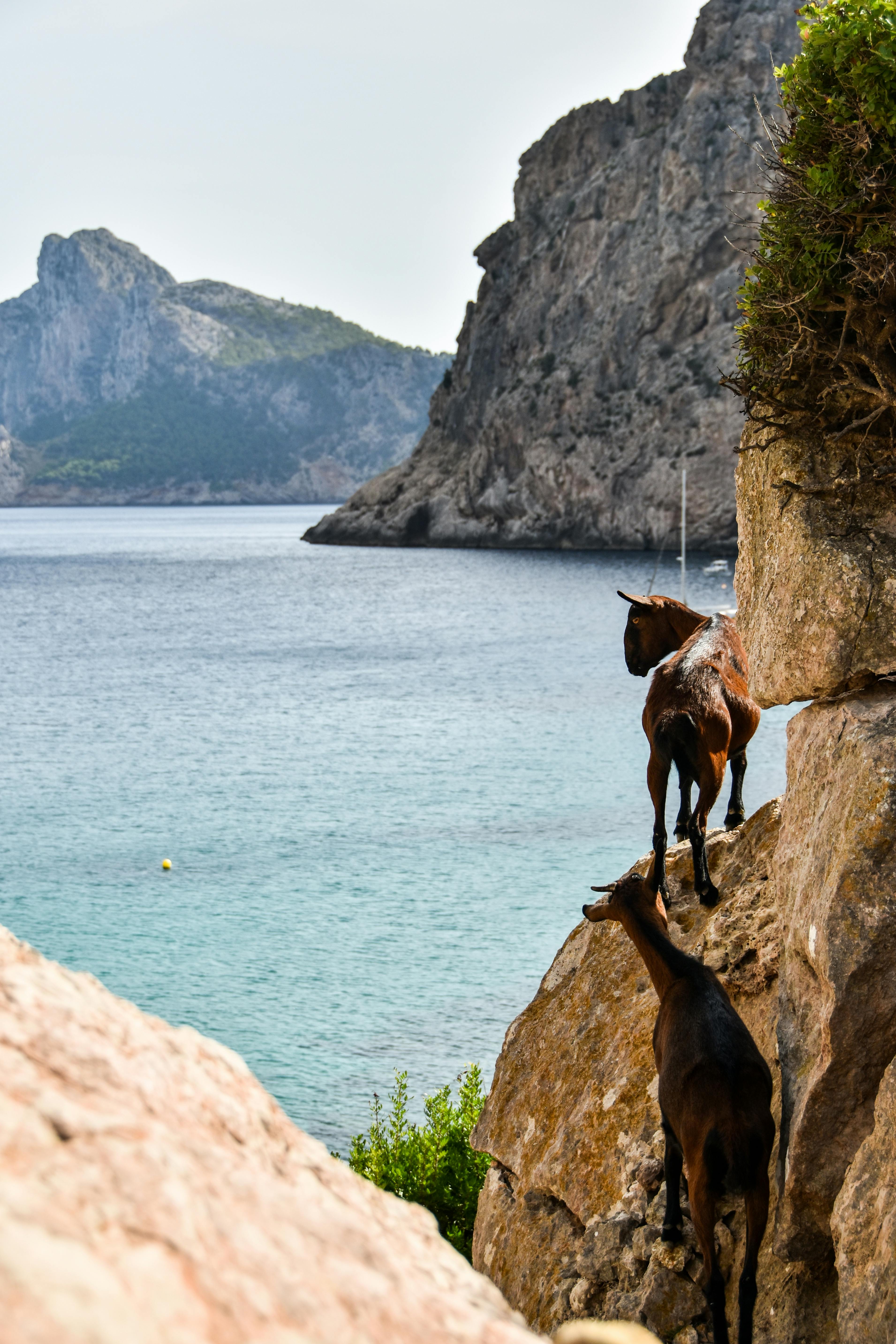 Gratuit Photos gratuites de agilité, animal, animal à cornes Photos