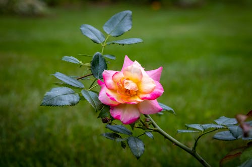 Close-up of a Pink Rose in a Garden 