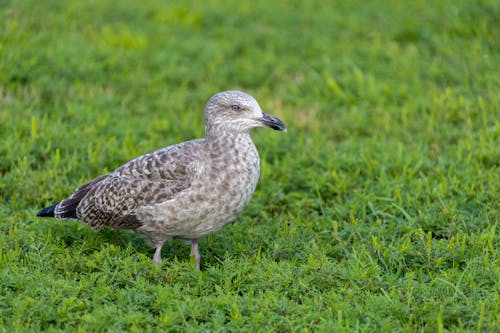Free White and Gray Bird on Green Grass Stock Photo
