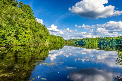 Green Trees Beside the Lake Under Blue Sky and white Clouds