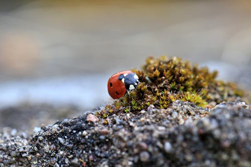 Red Ladybug on Ground