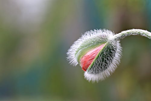 Poppy Flower Bud in Close-up Photography